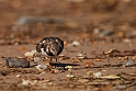 Turnstone - G